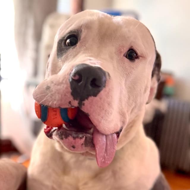 Lunk ~ FOSTER OR ADOPT! media 5