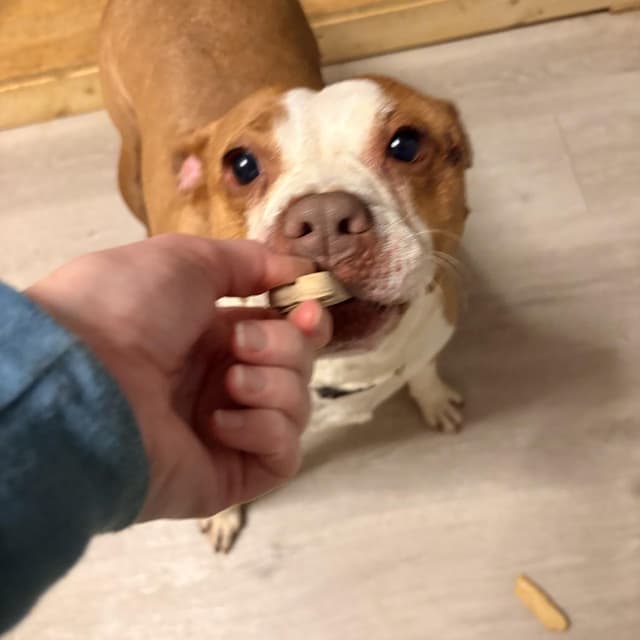 Gilmore - Adoption Fee SPONSORED! media 4