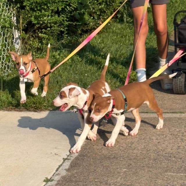 Mama's Pups: Ellen media 4