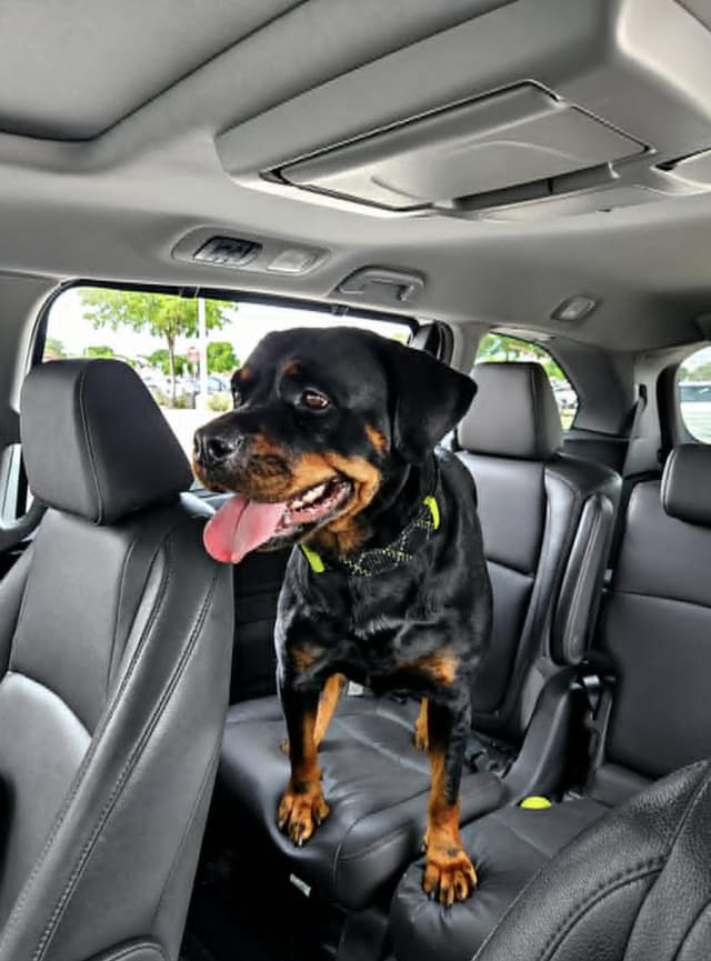 ROXY Rottweiler media 3