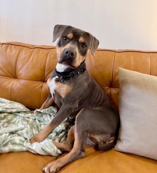 Cashy Boy Your Soulmate On Four Paws media 4
