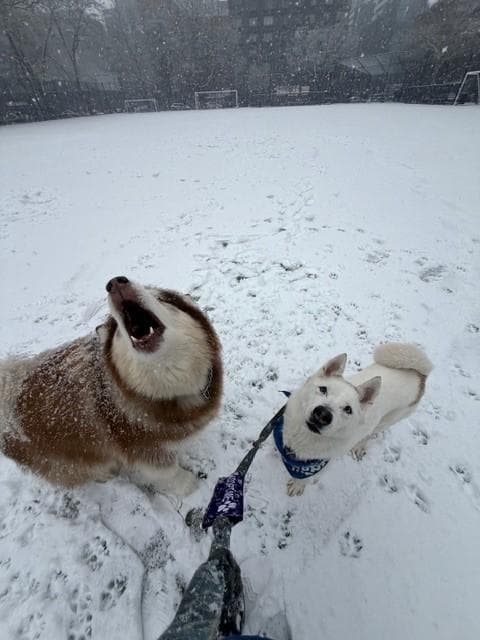 Snow media 3