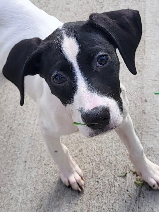 Platinum the Mixed Breed Puppy media 4