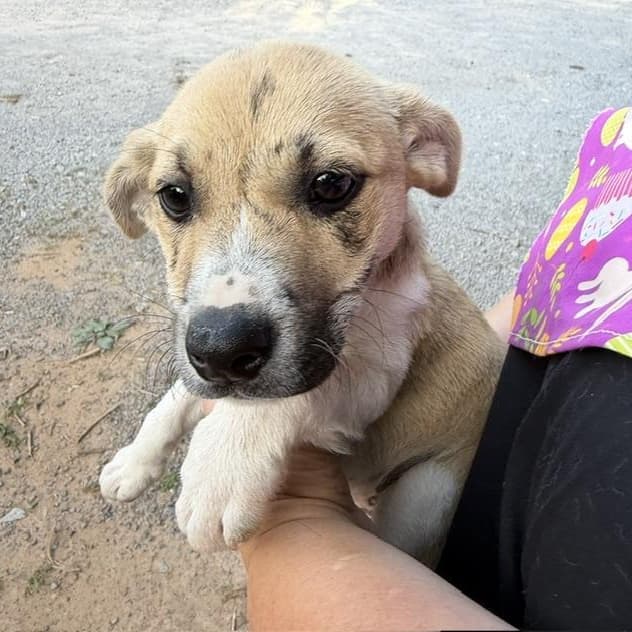 Reenie McRuffy - Local Pup media 5