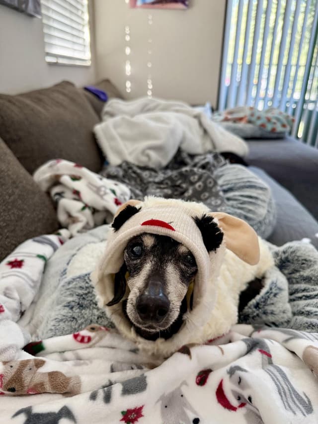 Minnie (being fostered in Miami, FL) media 3