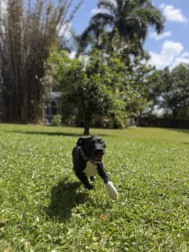 BookTok Fantasy Litter - Pax - Located in Florida media 4