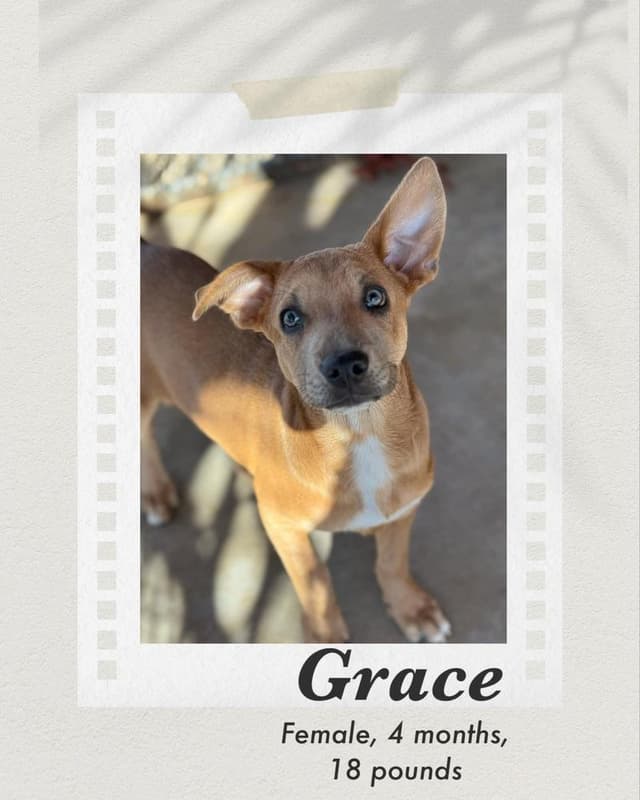 Grace media 5