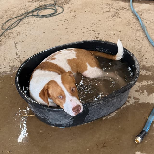 Doocy (100 adoption fee) media 6