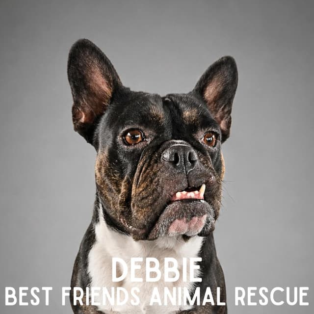 Debbie media 2