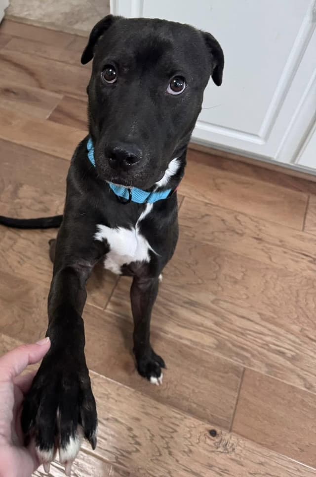 Rhett ( super affectionate, house trained, crate trained, friendly) media 6