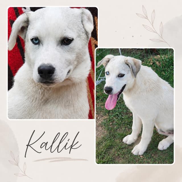 Kallik * media 5