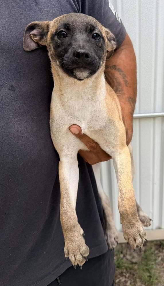 All-Star Soccer Litter - Trinity Rodman - Located in FL media 3