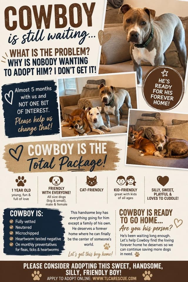 Cowboy media 2