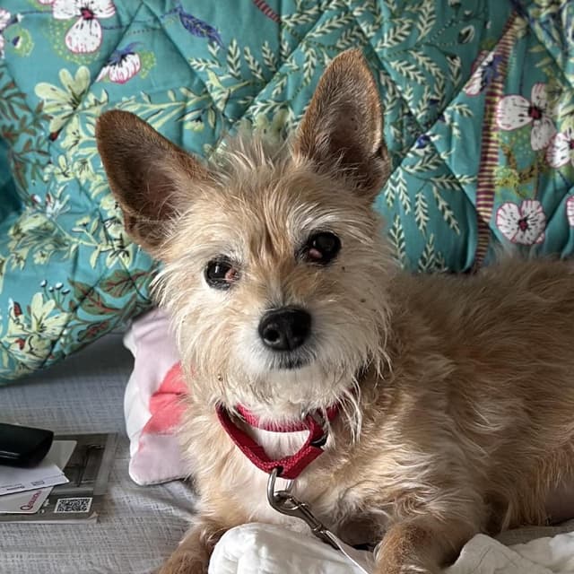 Mimi/Dolly media 2