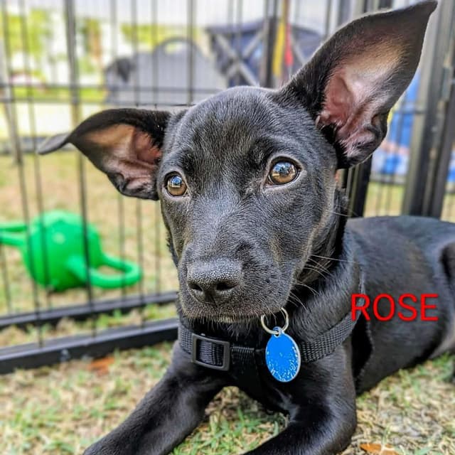 Rose Blossom media 6