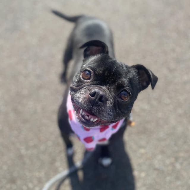 Darla media 5
