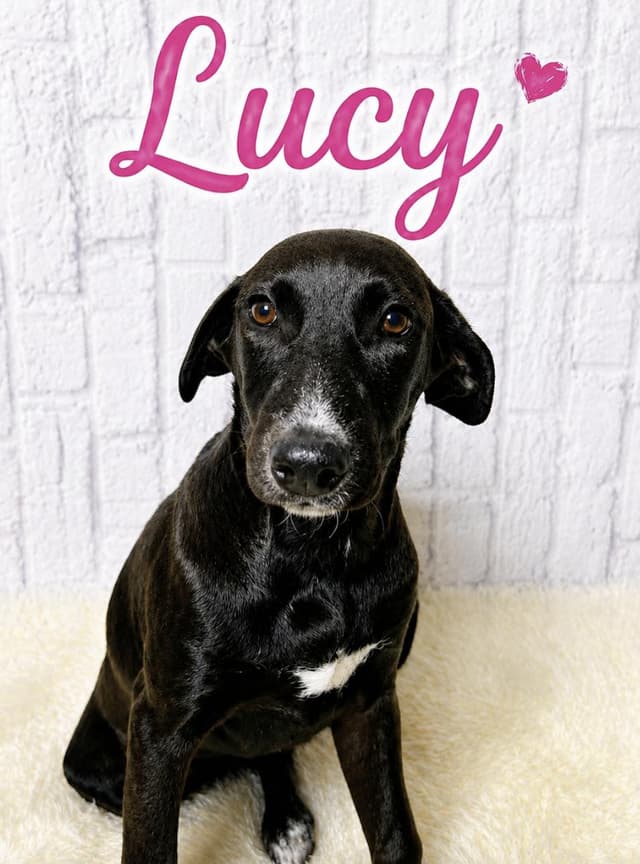 Lucy media 2