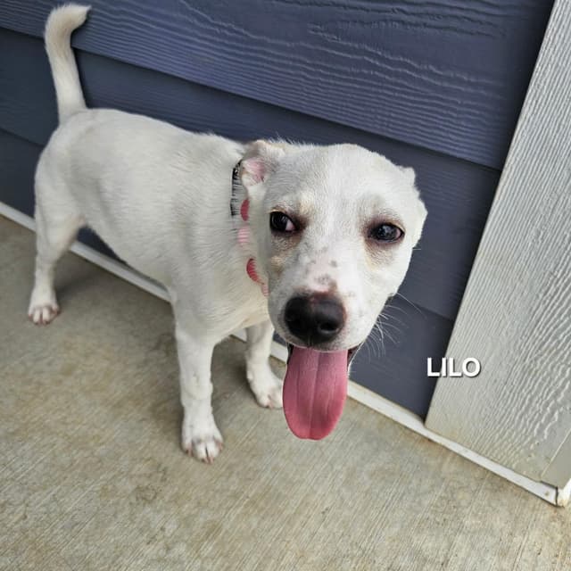 Lilo media 4