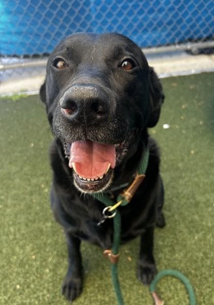 Jerry - Available in Foster media 3