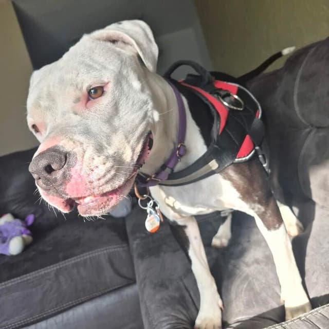 LAYLA DAKOTA media 3