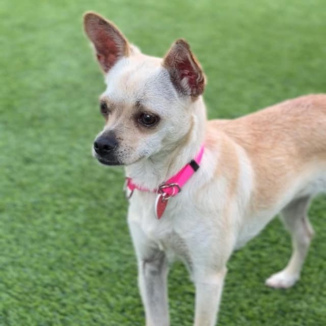Lady A2280108 media 5