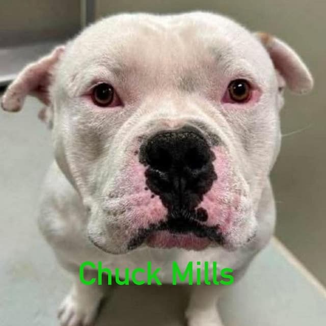 Chuck mills media 4