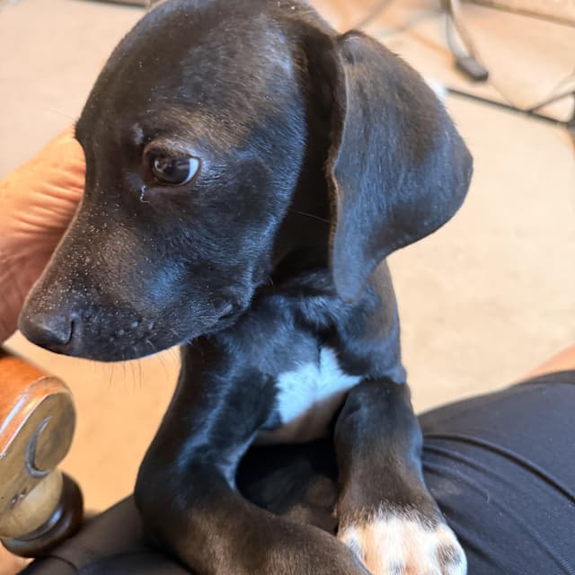 Stone (100 adoption fee) media 6