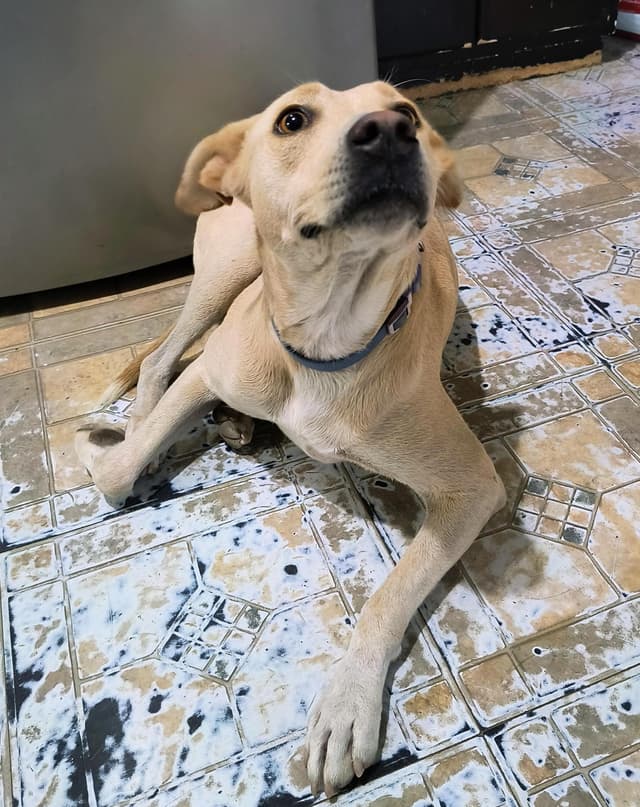 Dobby (2) media 4