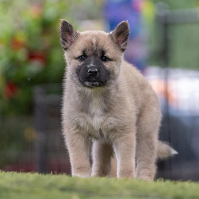 Marshmallow Pup - Ambrosia - Adopted! media 3