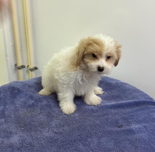 Maltipoo Boys media 3