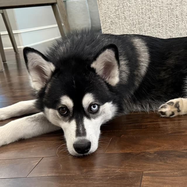 Koda media 3