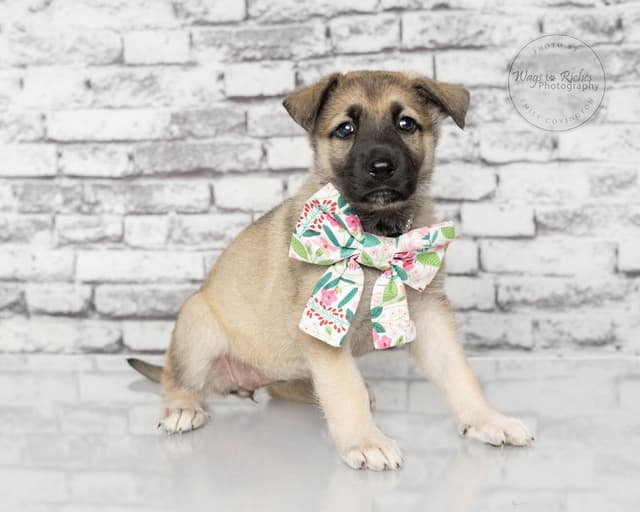 Inga - only 5 lbs. media 5