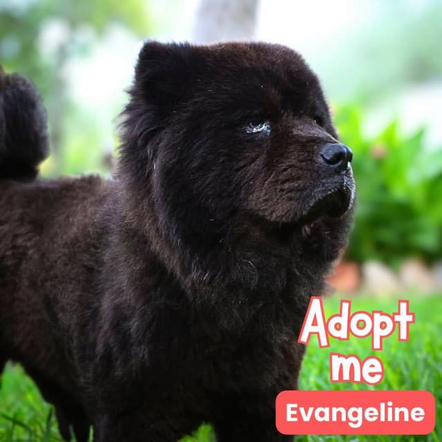 Evangeline media 2