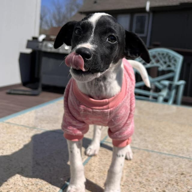 Phoebe media 3