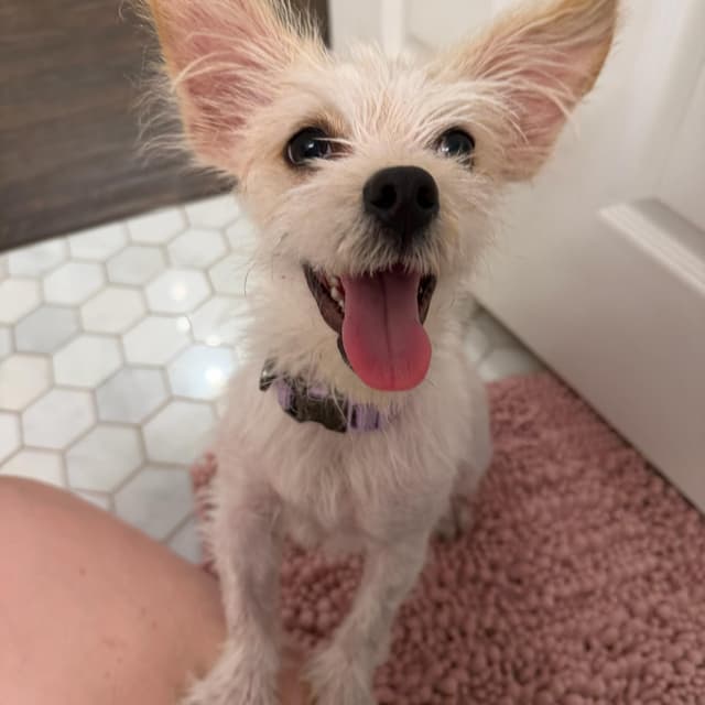 Kiki is adorkable media 5