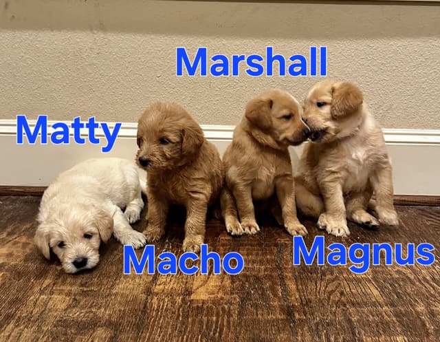 Maggie media 3