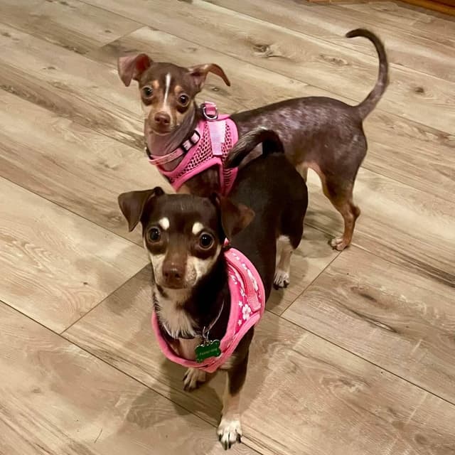 Aspen & Celeste (BONDED PAIR) media 4