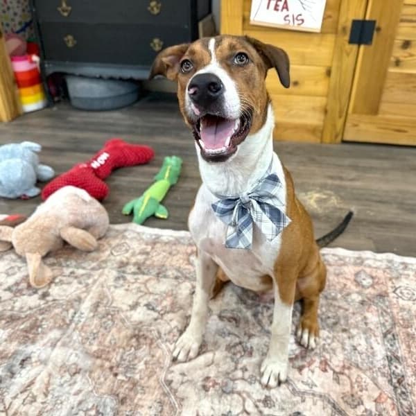 George the Goodest Boy media 5