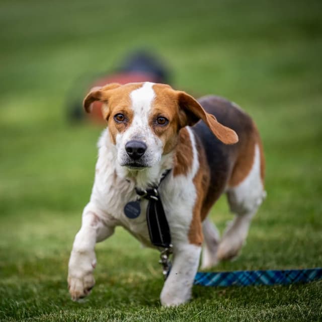 Robbie (shy beagle boy) media 2