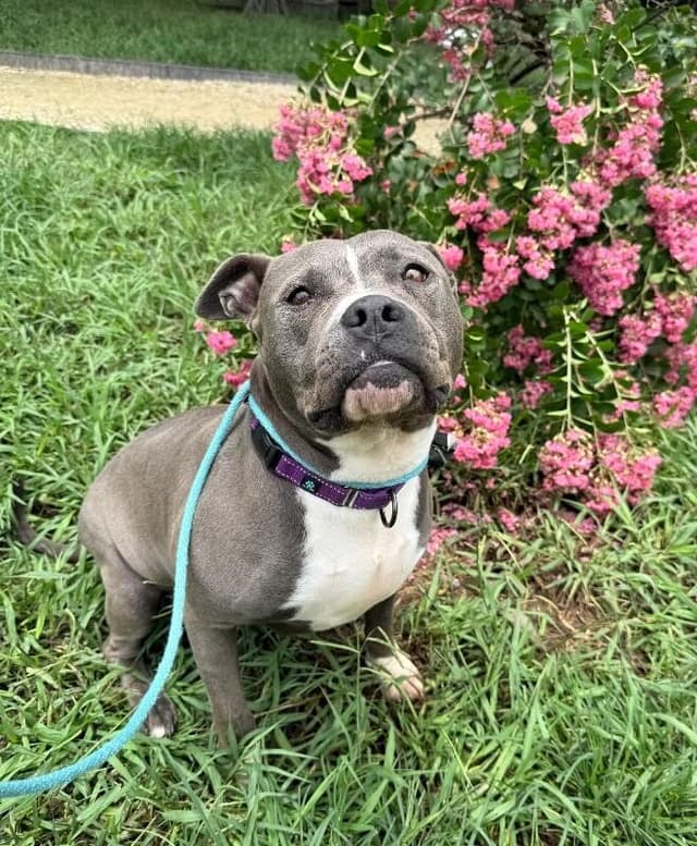 Aza Lou the Land Seal Sweetheart media 4