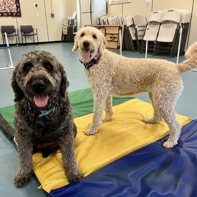 Bentley & Blondie (Courtesy Posting) media 4