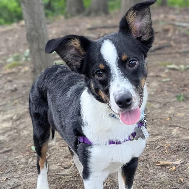 Spunky Pups: Kosmo media 5
