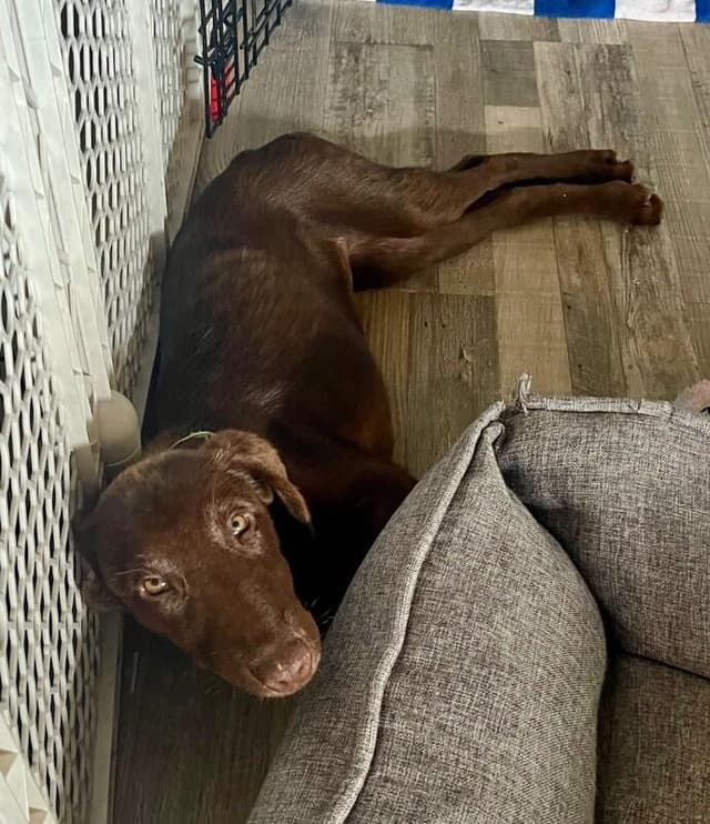 Anderson Beau One Good Pup media 2