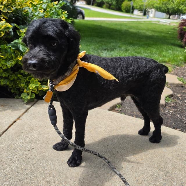 Bud--*Adoption Pending* media 2