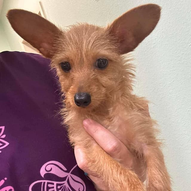 puppies- urgent fosters needed media 2