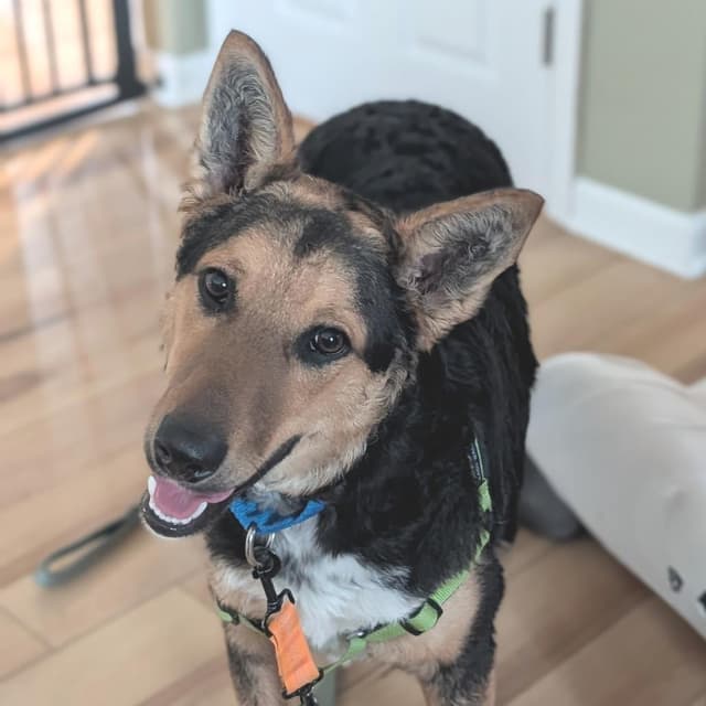 Flynn - Adoption Pending media 3