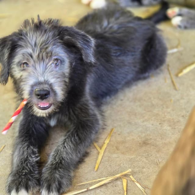 Paulie (P Litter) media 6