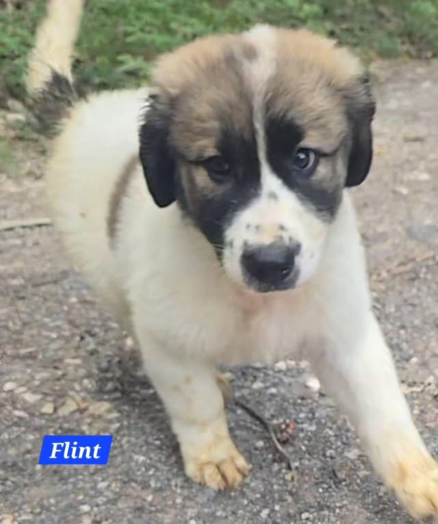 Flint media 5