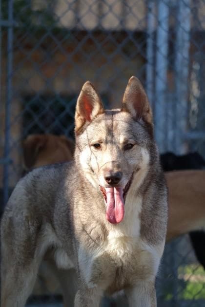 Nanook media 2