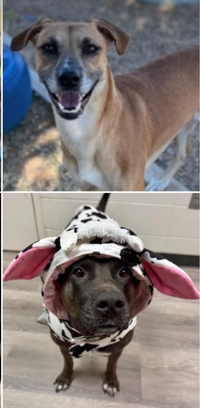 Adopt a Texas Dog media 4